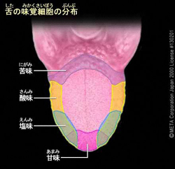 舌の味覚細胞の分布