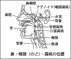 鼻・咽喉・扁桃の位置